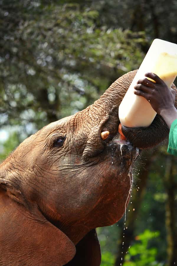Nairobi: National Park, Baby Elephant & Giraffe Centre Tour - Key Highlights You Should Not Miss