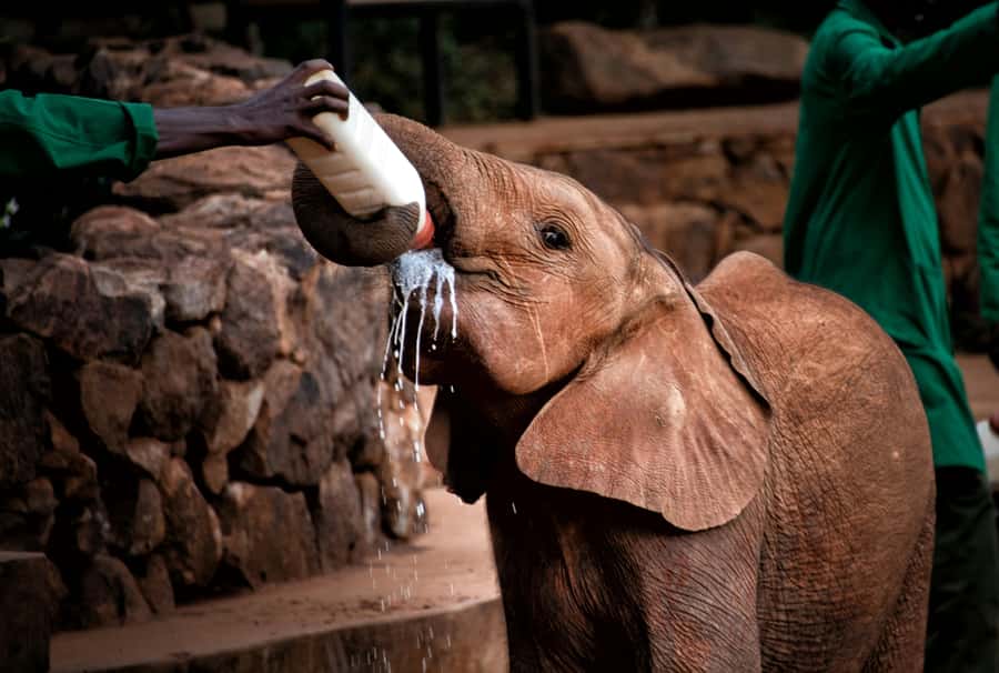 Nairobi: National Park, Baby Elephant & Giraffe Centre Tour - Nairobi Wildlife Day Tour: How the Conservation Theme Works
