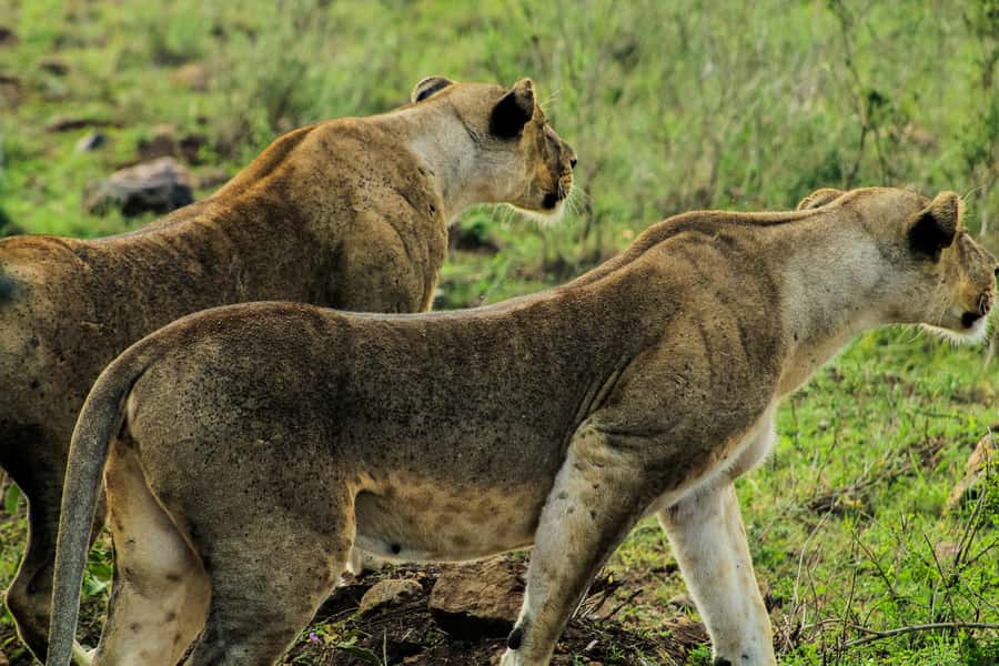 Nairobi: National Park, Baby Elephant & Giraffe Centre Tour - Game Drive in Nairobi National Park: Lions, Giraffes, Zebras, and City Views