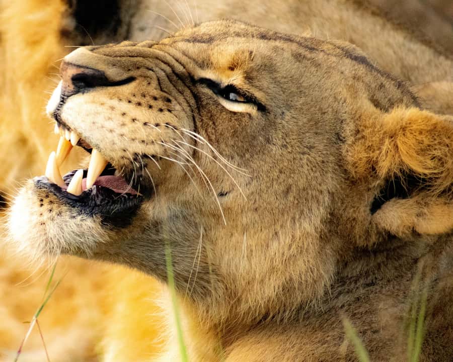 Nairobi: National Park, Baby Elephant & Giraffe Centre Tour - Lunch in Nairobi National Park: A Needed Break Between Big Moments