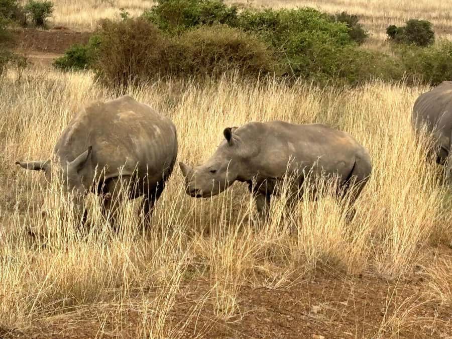Nairobi: National Park, Baby Elephant & Giraffe Centre Tour - Price and Value: What You Pay, What You Still Need to Budget