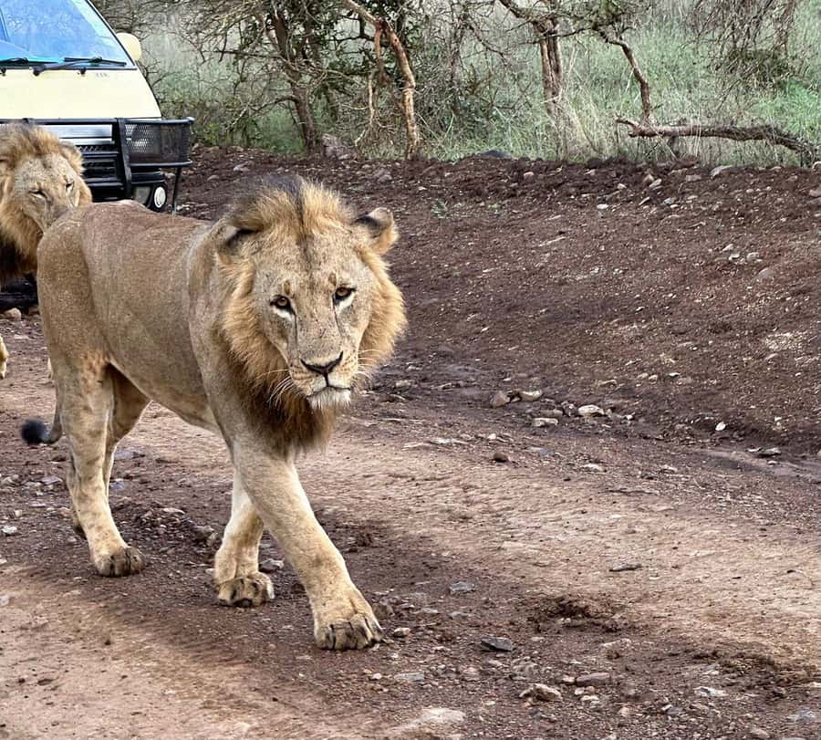 Nairobi: National Park, Baby Elephant & Giraffe Centre Tour - Guide Quality and Day Logistics: What to Check Before You Go