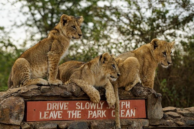 Nairobi National Park, Baby Elephant Orphanage and Giraffe Center - Nairobi National Park: the “city edge” safari you can actually fit