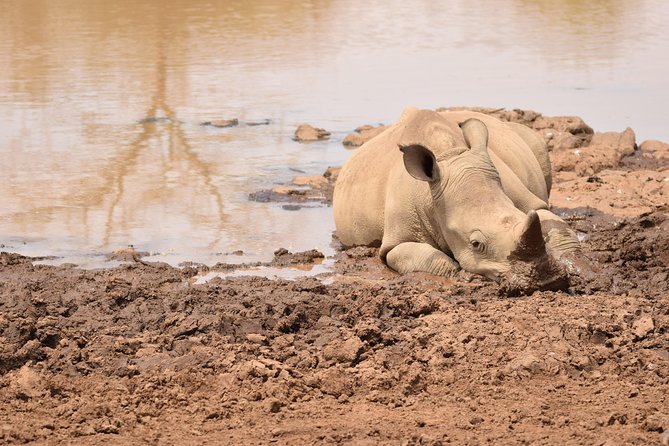Nairobi National Park, Baby Elephant Orphanage and Giraffe Center - When to schedule it, and what to bring