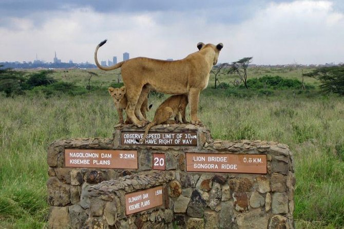 Nairobi National Park, Baby Elephant Orphanage and Giraffe Center - Inside the 3-hour Nairobi National Park game drive