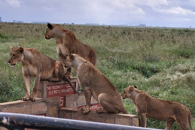 Nairobi National Park Daily Game drives. - What you can realistically see inside Nairobi National Park