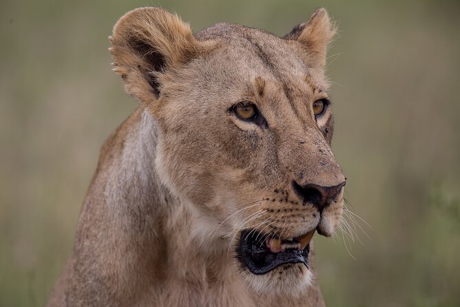Nairobi National Park Day Tour - A half-day Nairobi safari that fits real life