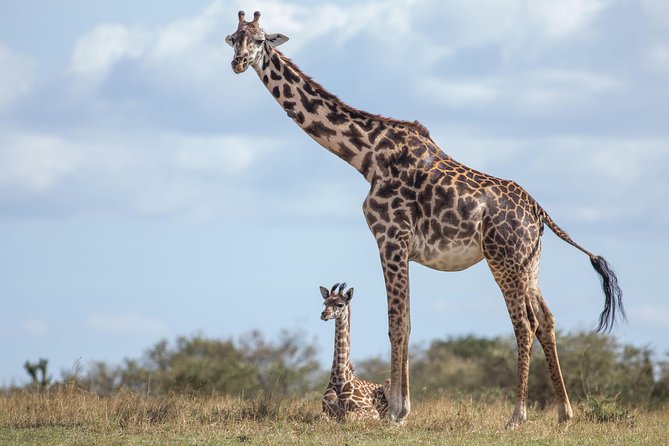 Nairobi National Park Day Tour - The wildlife checklist that helps you plan your gaze