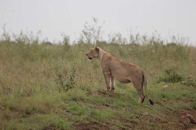 Nairobi National Park Day Tour - Walking trails, picnic sites, and campsites you can actually use