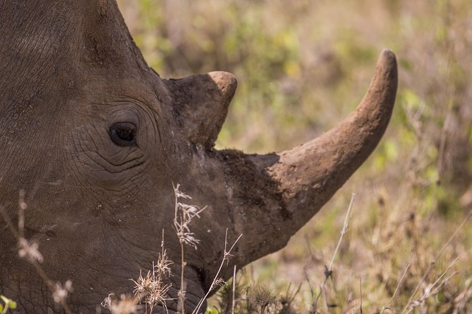 Nairobi National Park Day Tour - Why the private guide matters more than you think