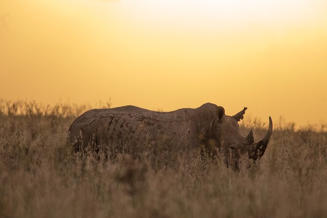 Nairobi National Park Day Tour - Timing, duration, and how to plan your day around it