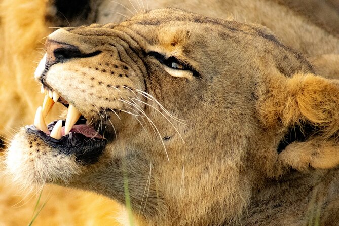 Nairobi: National Park Early Morning or Afternoon Game Drive - Why Nairobi National Park Works for Short Kenya Trips