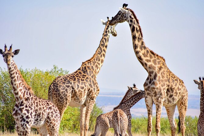 Nairobi: National Park Early Morning or Afternoon Game Drive - The 3-Hour Intensive Game Drive Search in the Park