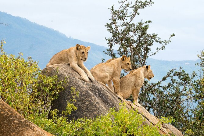 Nairobi: National Park Early Morning or Afternoon Game Drive - The Animals You Can Realistically Expect Near the City