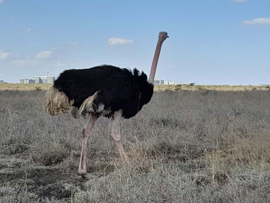 Nairobi: National Park Early Morning or Afternoon Game Drive - What the $30 Price Covers, and What Costs Extra