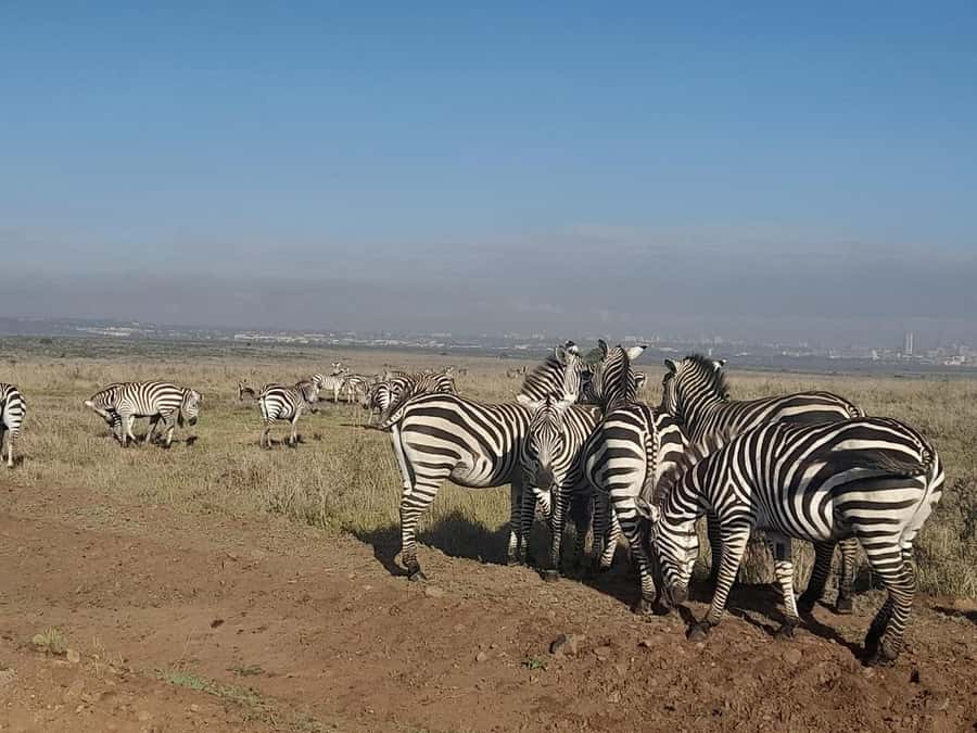 Nairobi: National Park Early Morning or Afternoon Game Drive - Quick FAQ Before You Book Your Nairobi Game Drive