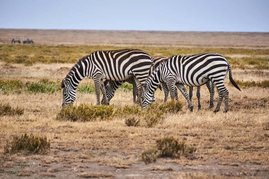 Nairobi: National Park Early Morning or Afternoon Tour - Key things that make this Nairobi safari work