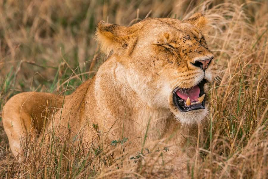 Nairobi: National Park Early Morning or Afternoon Tour - The game drive: lions, giraffes, zebras, buffaloes, and birds