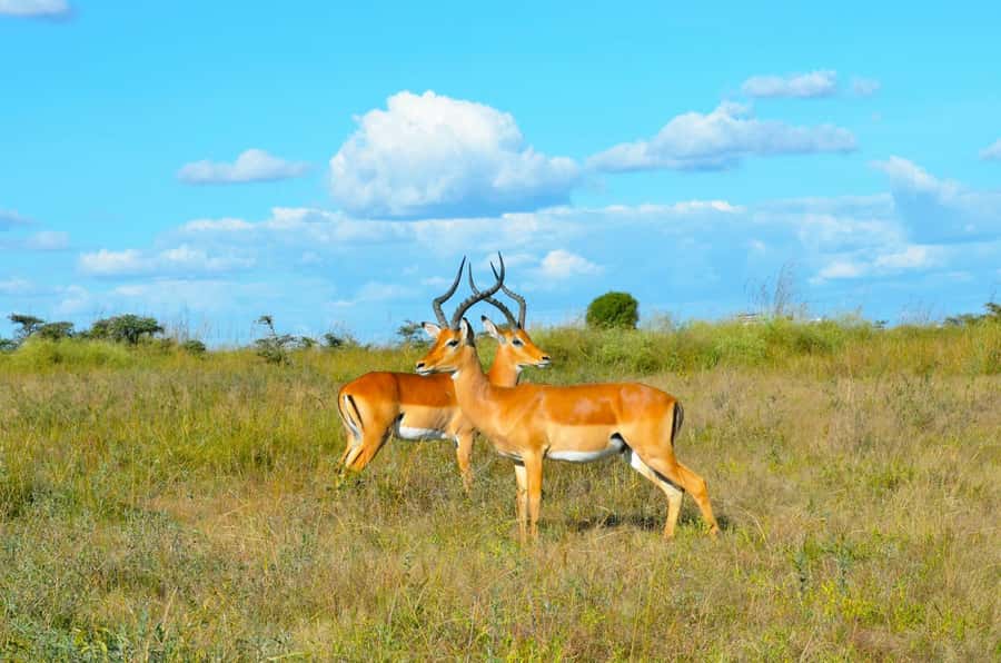 Nairobi: National Park Early Morning or Afternoon Tour - Should you book the Nairobi National Park early morning or afternoon tour?