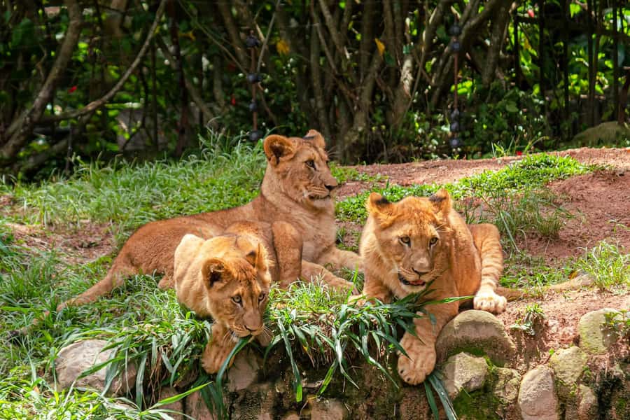 Nairobi: National Park Early Morning or Afternoon Tour - Hotel pickup and the 30-minute drive that protects your game-drive time