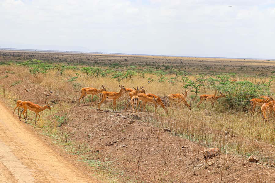 Nairobi National Park: & Elephant Orphanage 4X4 Jeep Tour - Key highlights you can bank on