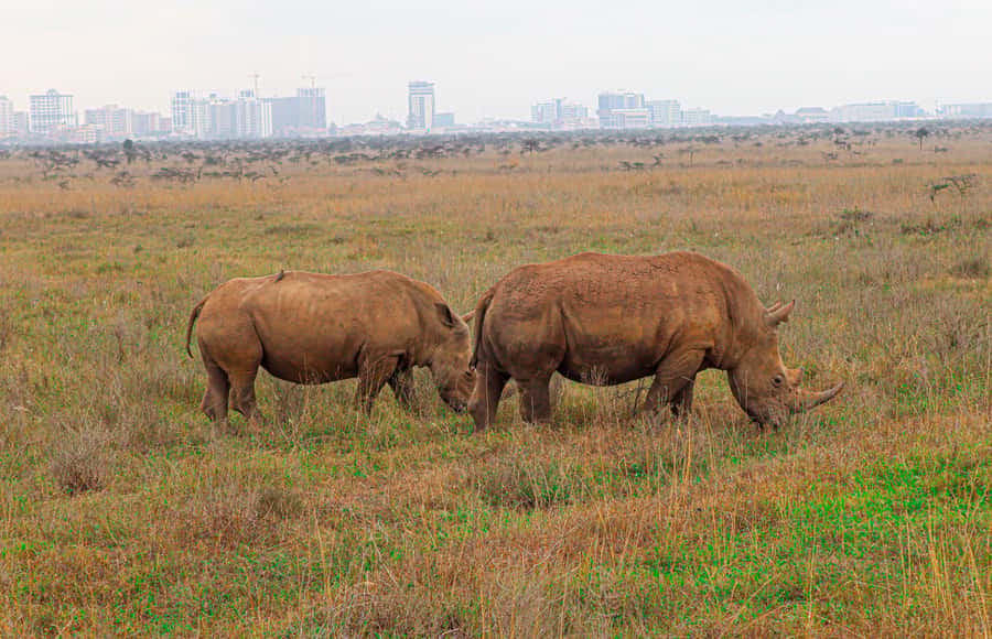 Nairobi National Park: & Elephant Orphanage 4X4 Jeep Tour - Nairobi National Park next to the skyline, why it’s a special kind of safari