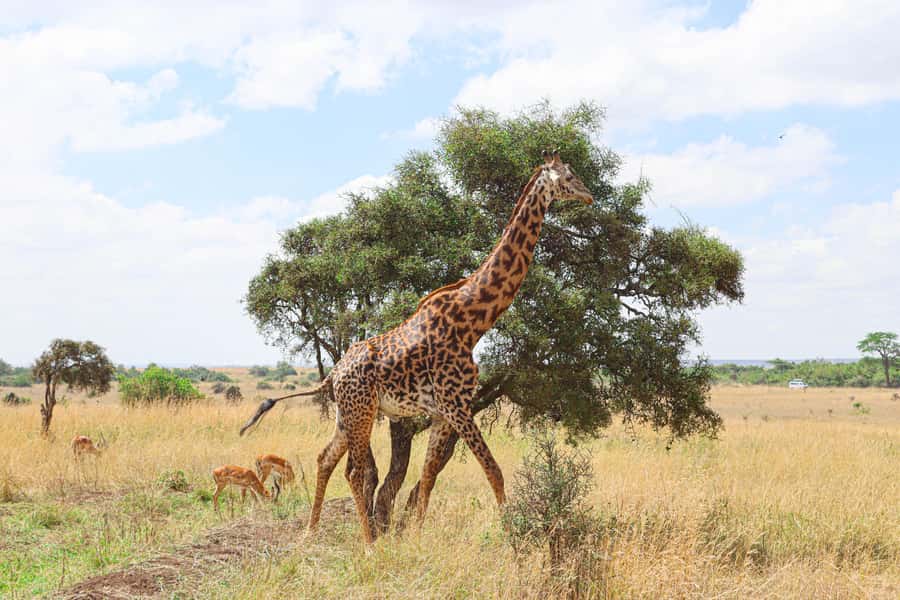 Nairobi National Park: & Elephant Orphanage 4X4 Jeep Tour - The game drive in Nairobi National Park, what you’ll look for and why the guide matters