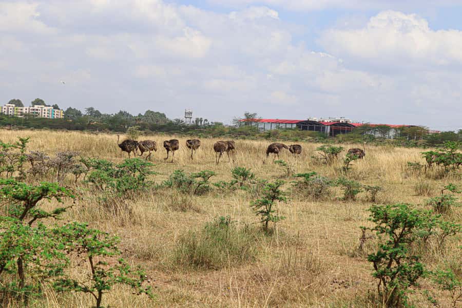 Nairobi National Park: & Elephant Orphanage 4X4 Jeep Tour - Timing in 6 hours, managing expectations on sightings
