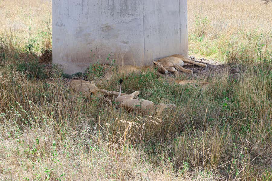Nairobi National Park: & Elephant Orphanage 4X4 Jeep Tour - Price and value, what $130 per person gets you