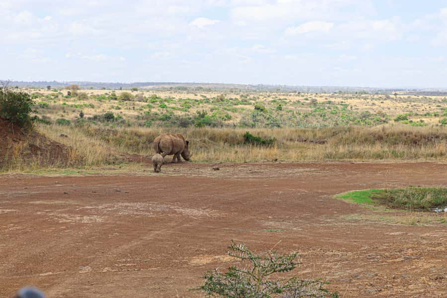 Nairobi National Park: & Elephant Orphanage 4X4 Jeep Tour - Who this tour is perfect for, and who should think twice