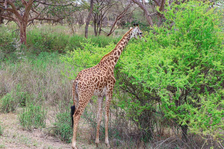 Nairobi National Park: & Elephant Orphanage 4X4 Jeep Tour - Should you book this Nairobi National Park and Elephant Orphanage tour?