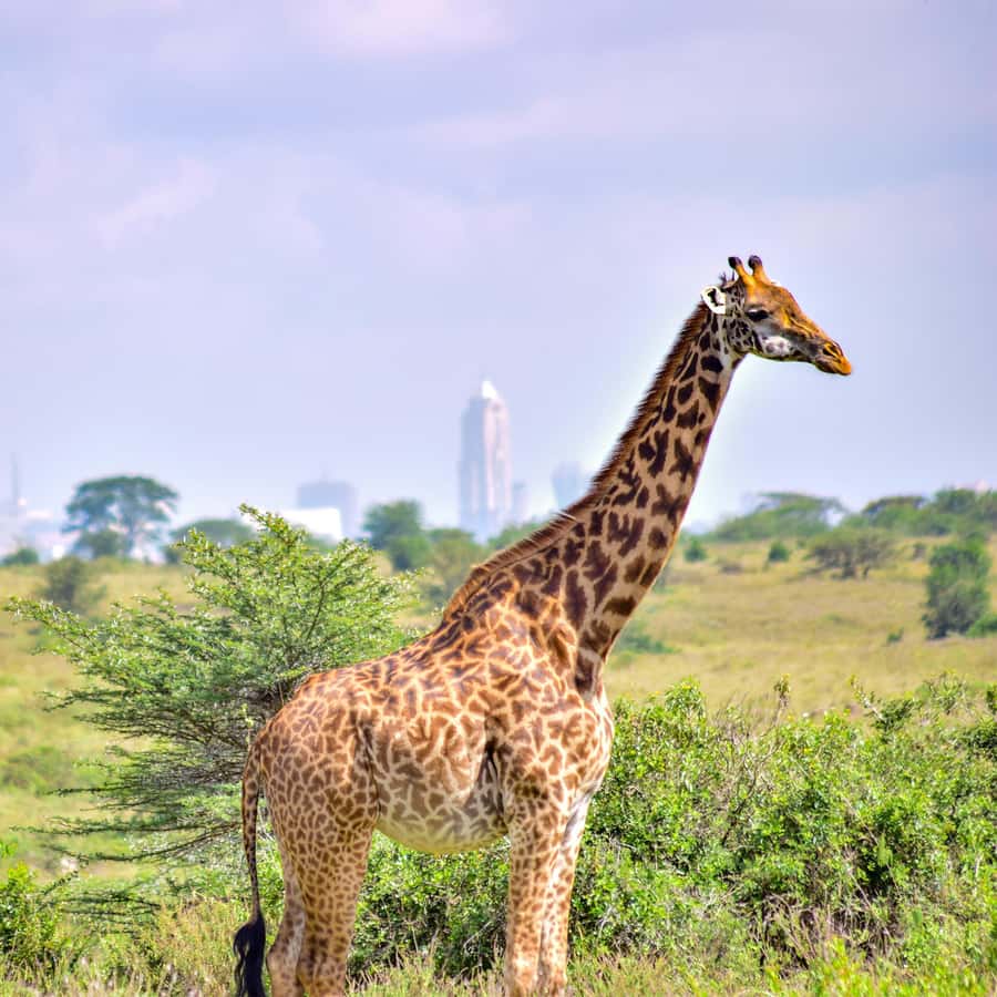 Nairobi National Park: & Elephant Orphanage 4X4 Jeep Tour - Pickup, vehicle, and how the open roof changes your odds