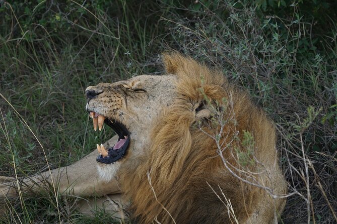 Nairobi National Park, Elephant Orphanage and Giraffe Center Tour - Nairobi National Park: a big-five style game drive without the long drive