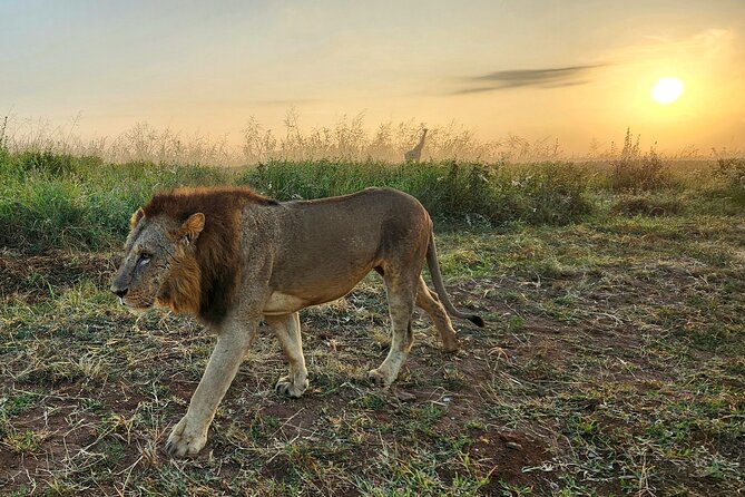 Nairobi National Park, Elephant Orphanage and Giraffe Center Tour - Your safari vehicle and viewing tips for pop-up roof spotting