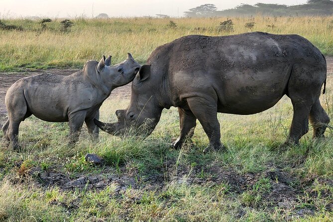 Nairobi National Park, Elephant Orphanage and Giraffe Center Tour - Price and value: what $85 covers and what costs extra