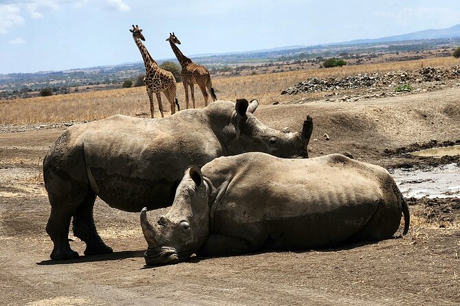 Nairobi National Park, Elephant Orphanage and Giraffe Center Tour - Timing that works for layovers and tight schedules