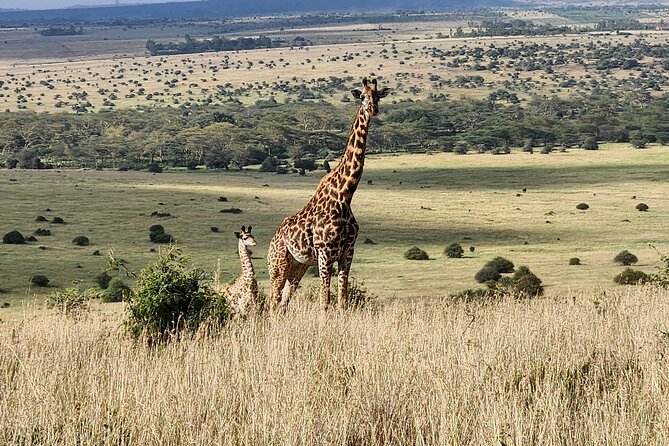 Nairobi national park Elephant orphanage and giraffe center tour. - Elephant Orphanage Visits and Real Conservation Learning