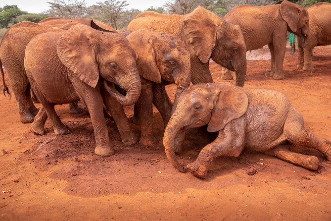 Nairobi National Park, Elephant Orphanage and Giraffe Centre - Entering a real safari, from Nairobi City