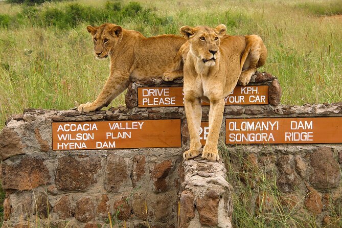 Nairobi National Park, Elephant Orphanage and Giraffe Centre - Nairobi National Park game drive, with lions and rhinos close by