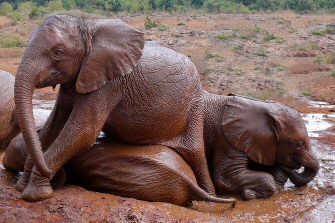 Nairobi National Park, Elephant Orphanage and Giraffe Centre - Giraffe Centre and Rothschild conservation, up close without guesswork