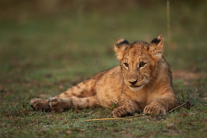 Nairobi National Park, Elephant Orphanage and Giraffe Centre - Timing, vehicle comfort, and how to get your best views