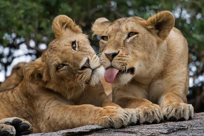 Nairobi National Park, Elephant Orphanage and Giraffe Centre - Nairobi National Park: your 4-hour guided city safari