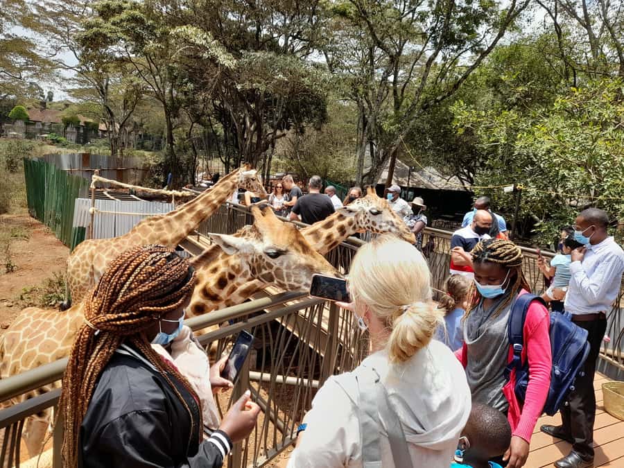 Nairobi: National Park, Elephant Orphanage, and Giraffe Tour - Key Points to Know Before You Go