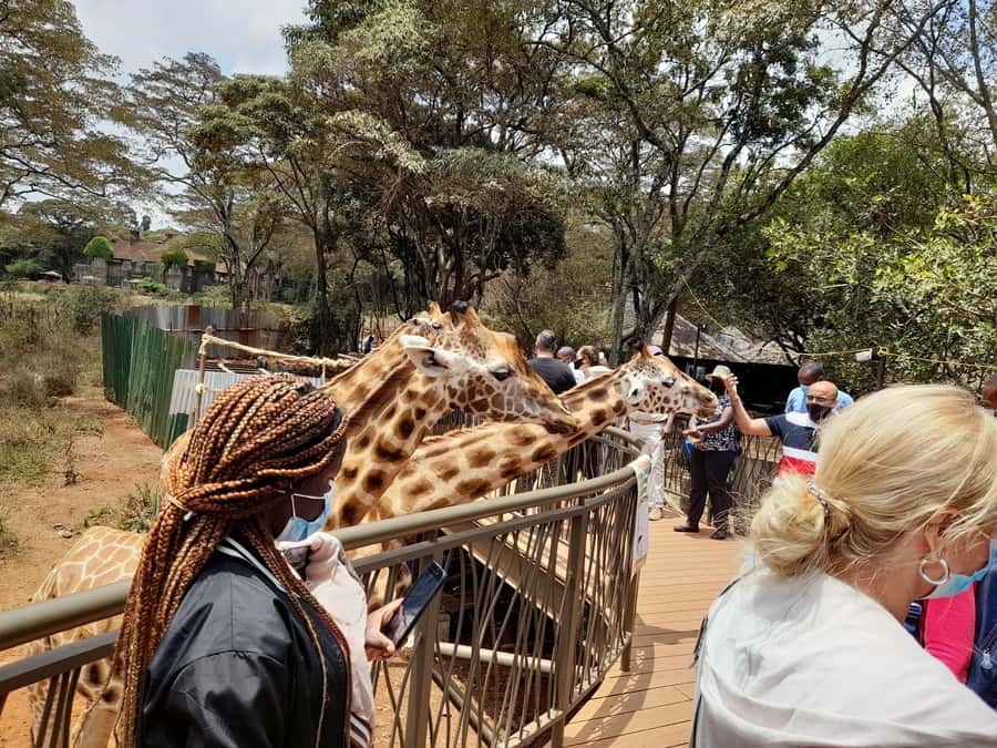 Nairobi: National Park, Elephant Orphanage, and Giraffe Tour - The Real Pitch, Nairobi National Park Plus Up Close Conservation