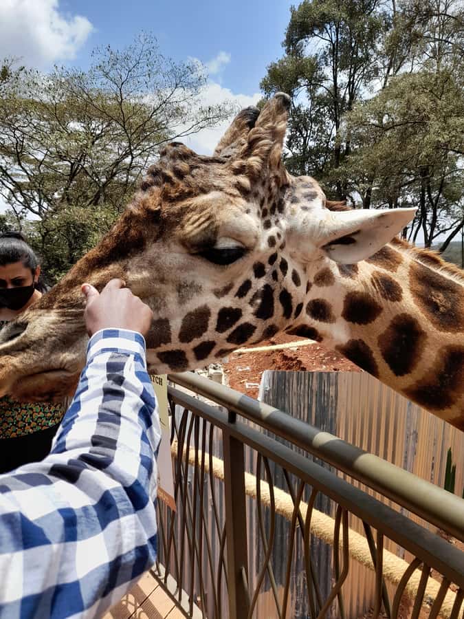 Nairobi: National Park, Elephant Orphanage, and Giraffe Tour - David Sheldrick Wildlife Trust, Elephant Rehab in Real Time