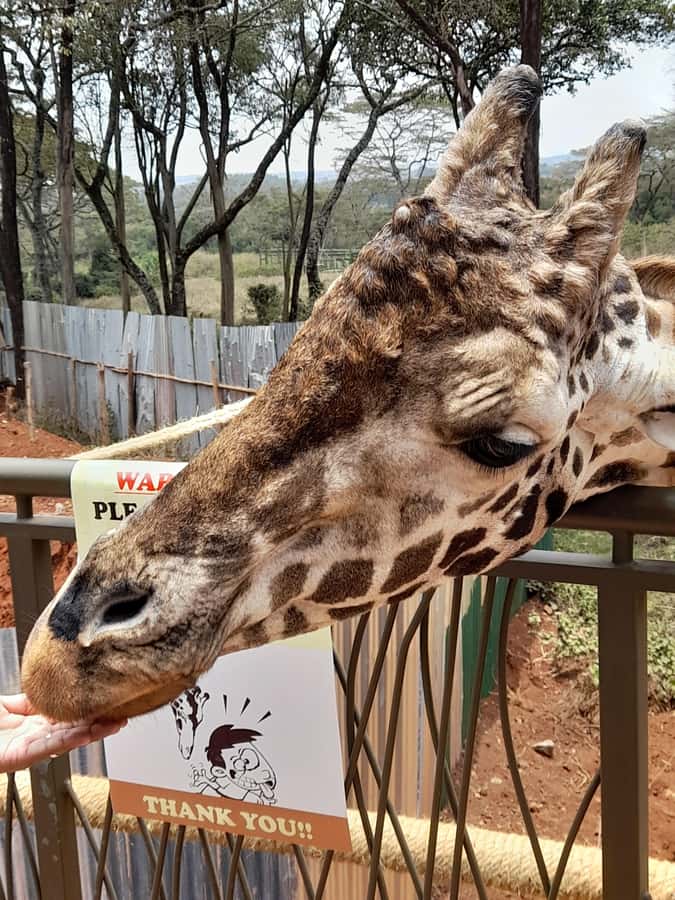 Nairobi: National Park, Elephant Orphanage, and Giraffe Tour - Kobe Tough Beads Factory, Craft With a Cause and a Clear Process