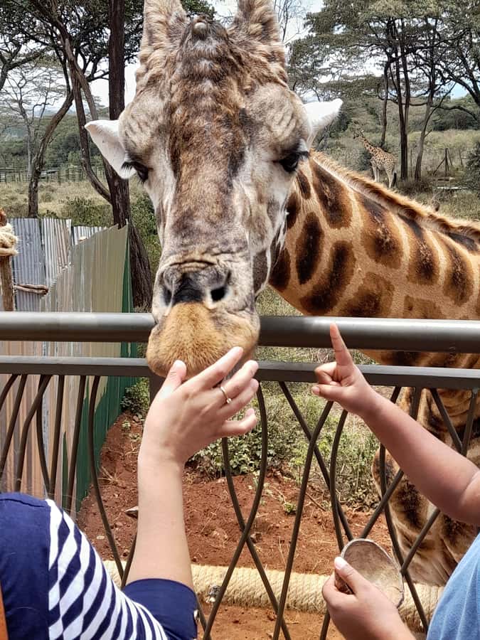 Nairobi: National Park, Elephant Orphanage, and Giraffe Tour - The Lunch and Tea Stop, Plan for Food and Extra Shopping Time