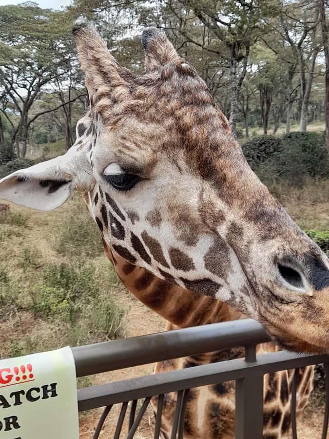 Nairobi: National Park, Elephant Orphanage, and Giraffe Tour - Giraffe Centre, Feeding Rothschild’s Giraffes and Learning the Why