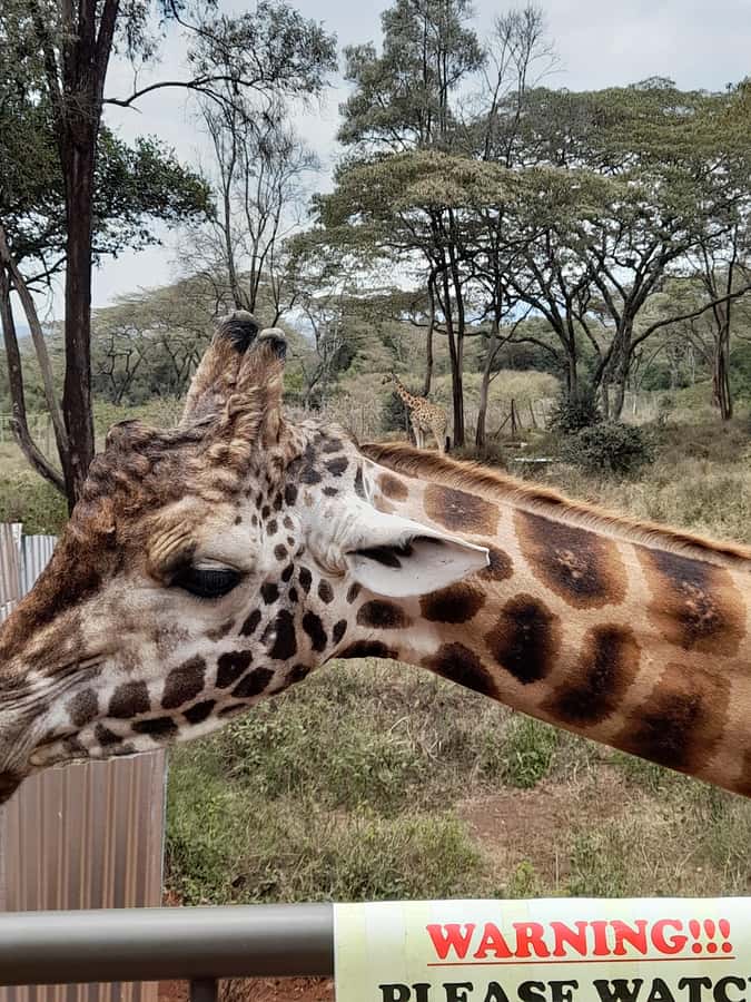 Nairobi: National Park, Elephant Orphanage, and Giraffe Tour - Getting Picked Up Smoothly, Because This Tour Runs on Timing