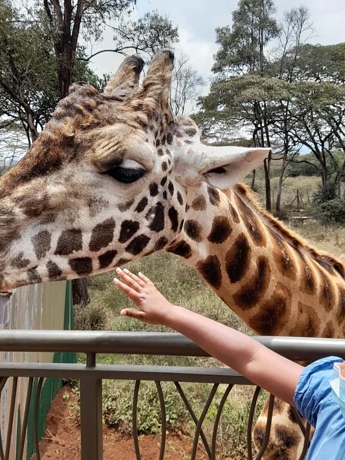 Nairobi: National Park, Elephant Orphanage, and Giraffe Tour - What to Bring, What Not to Do, and How to Stay Comfortable